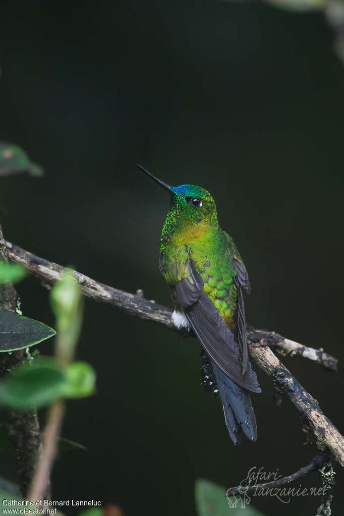 Sapphire-vented Pufflegadult, pigmentation