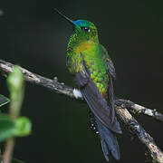 Sapphire-vented Puffleg