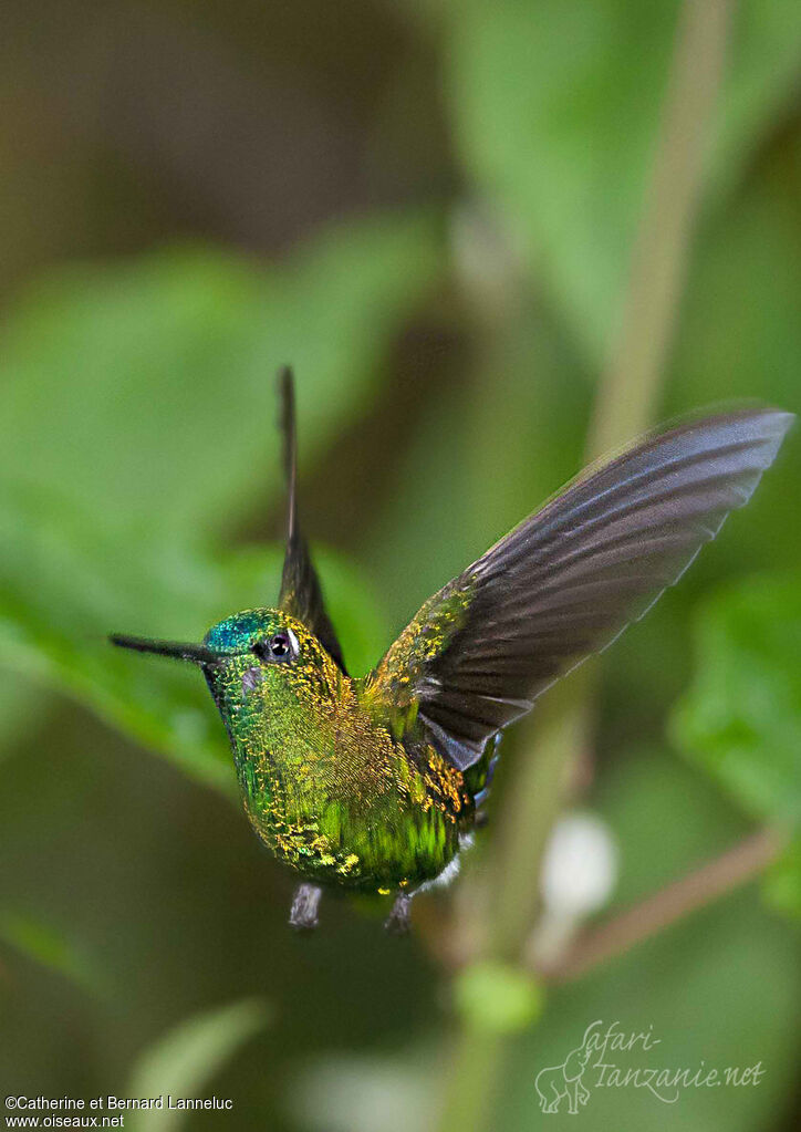 Sapphire-vented Pufflegadult, Flight