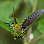 Sapphire-vented Puffleg