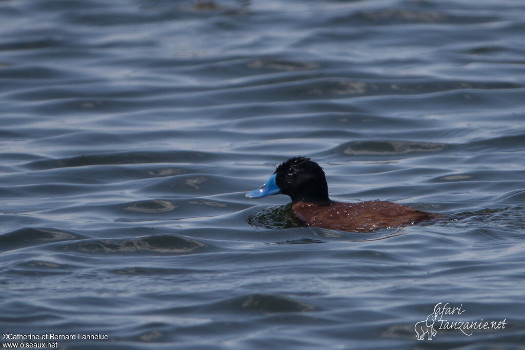 Maccoa Duck male adult, identification