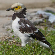 Black-collared Starling