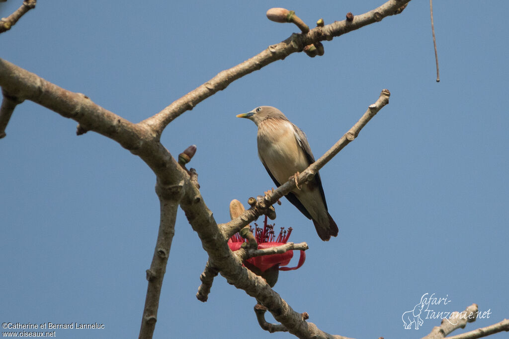 Chestnut-tailed Starlingadult, identification