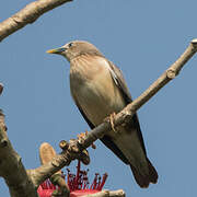 Chestnut-tailed Starling