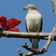 Chestnut-tailed Starling