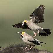 Wattled Starling