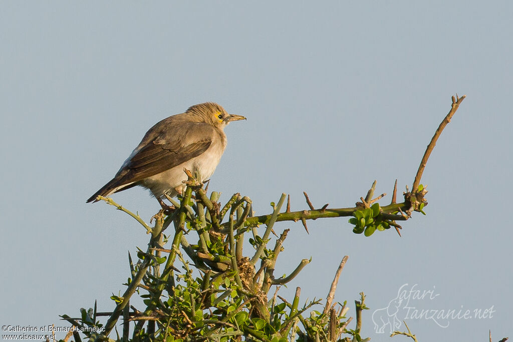 Étourneau caronculéimmature, identification