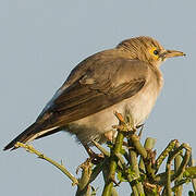 Wattled Starling