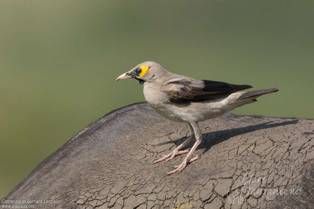 Wattled Starling male adult breeding, identification, Behaviour