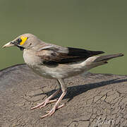 Wattled Starling