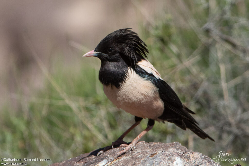 Rosy Starling male adult breeding, identification