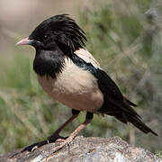 Rosy Starling