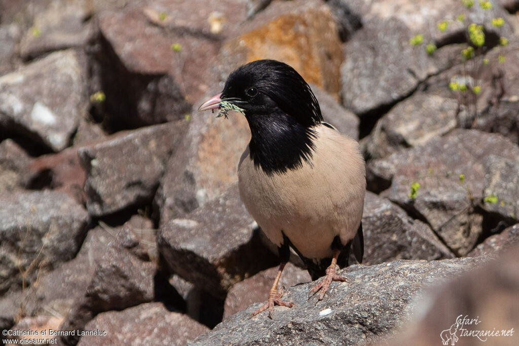 Rosy Starling male adult breeding, Reproduction-nesting