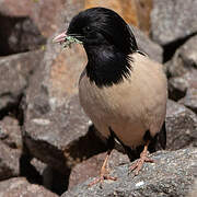 Rosy Starling