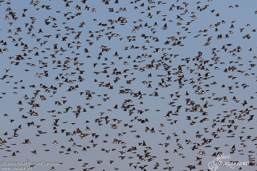 Rosy Starlingadult, Flight