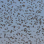 Rosy Starling