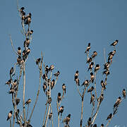 Rosy Starling