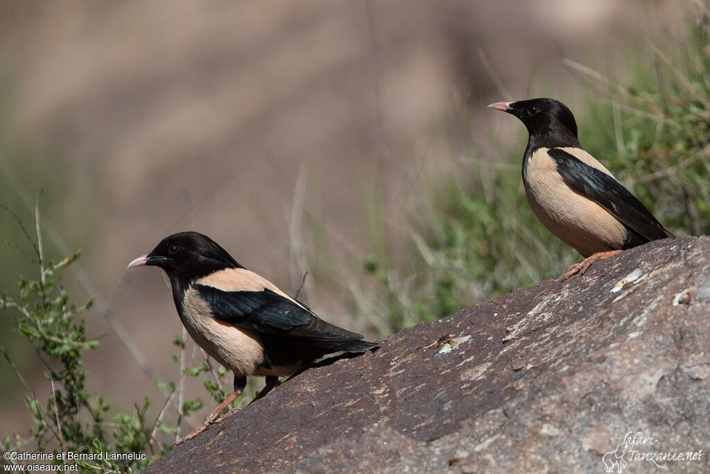 Rosy Starlingadult breeding, habitat