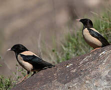 Rosy Starling