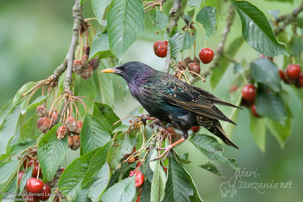 Common Starling, feeding habits