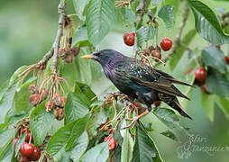 Common Starling