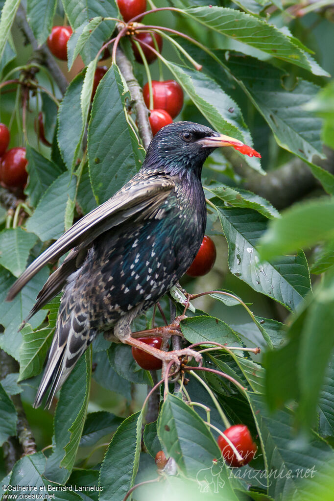 Common Starling, feeding habits