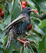 Common Starling