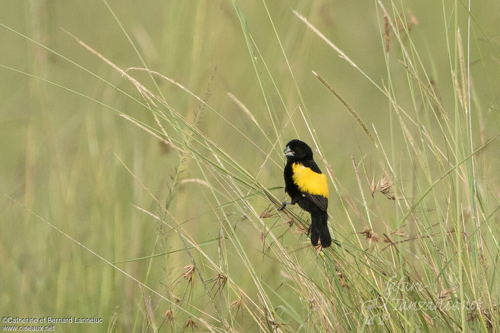 Yellow Bishop male adult breeding, feeding habits, eats