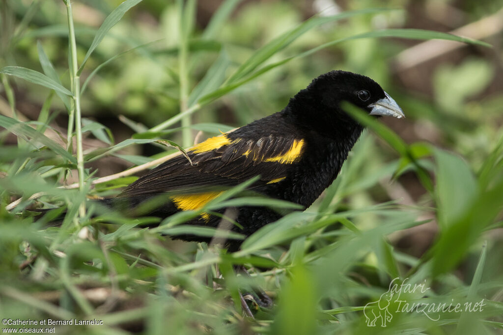 Yellow Bishop male adult breeding, eats