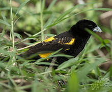 Yellow Bishop