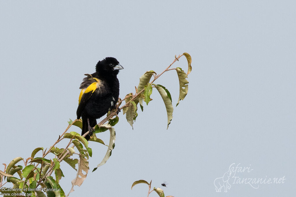 Yellow Bishopadult breeding