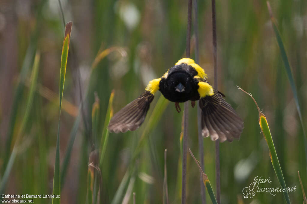 Yellow Bishop male adult breeding, Flight