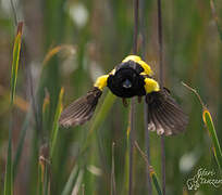 Yellow Bishop