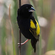 Yellow Bishop