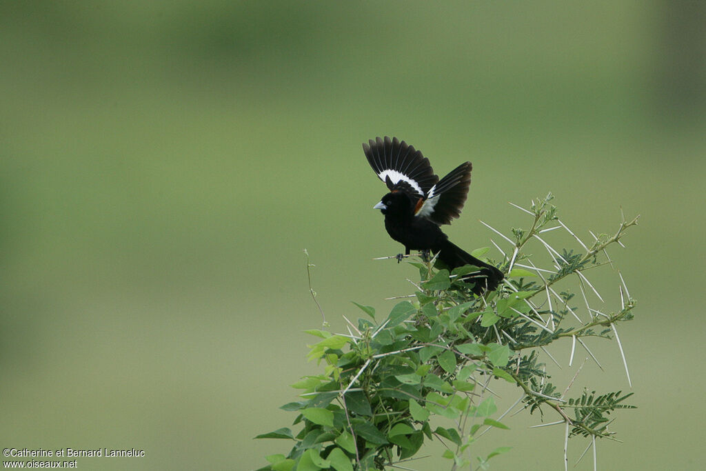 White-winged Widowbird male adult breeding, Behaviour