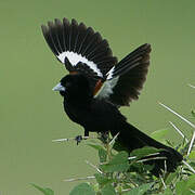 White-winged Widowbird