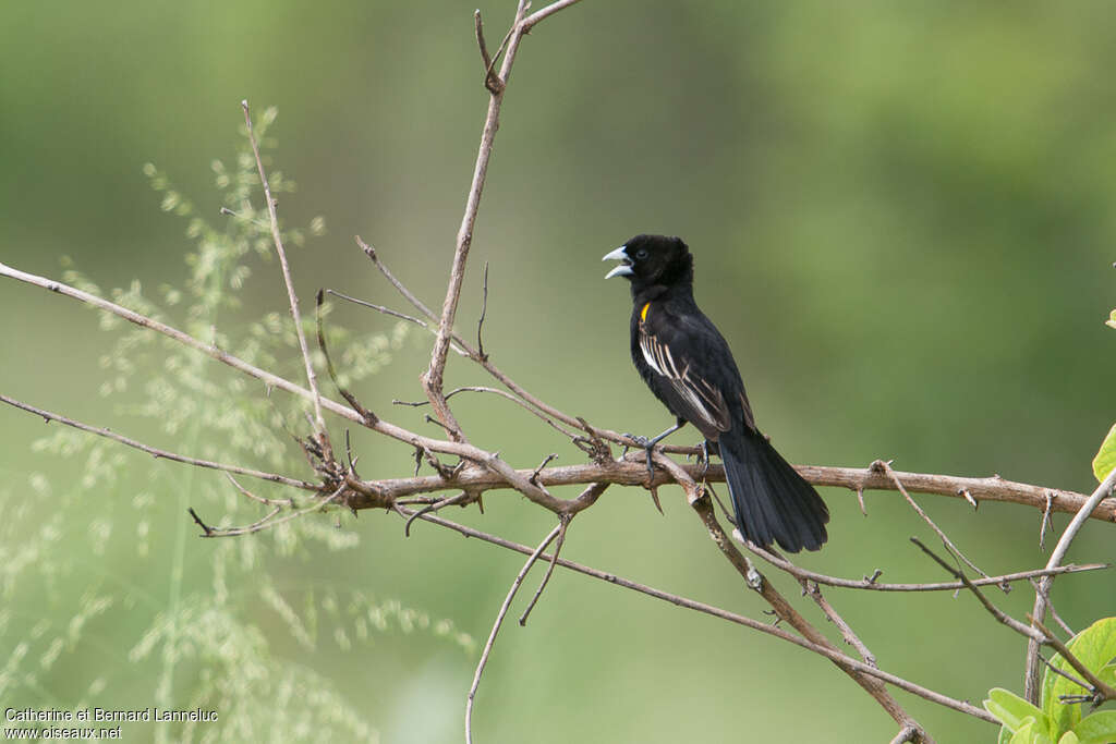 White-winged Widowbird male adult breeding, song