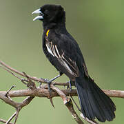 White-winged Widowbird