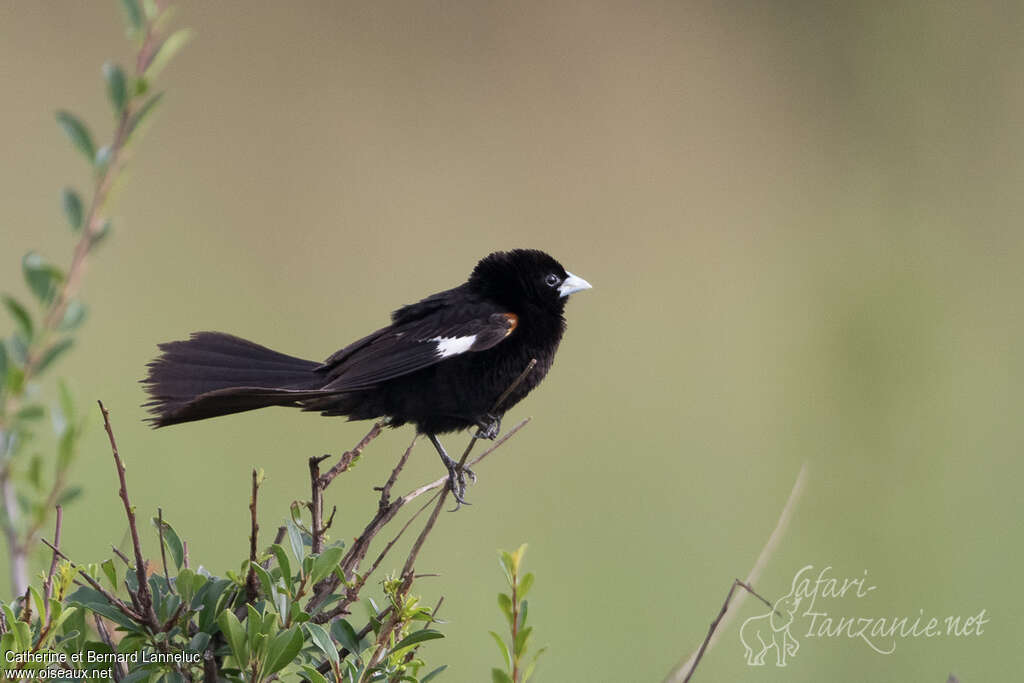 White-winged Widowbird male adult breeding, identification