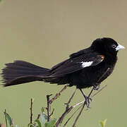 White-winged Widowbird