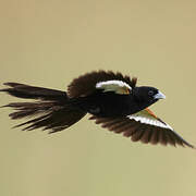 White-winged Widowbird