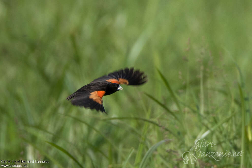 Fan-tailed Widowbird male adult breeding, pigmentation, Flight