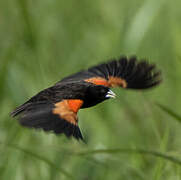 Fan-tailed Widowbird