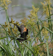 Fan-tailed Widowbird