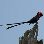 Red-cowled Widowbird