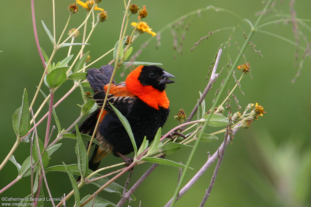 Black Bishop male adult breeding, feeding habits