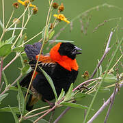 Black Bishop