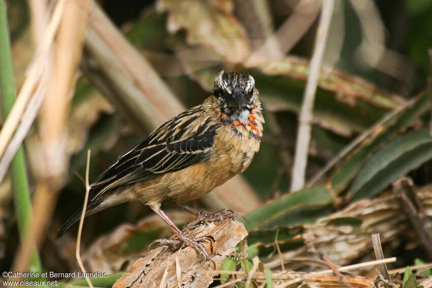 Euplecte de Gierow mâle adulte internuptial, identification