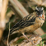 Black Bishop