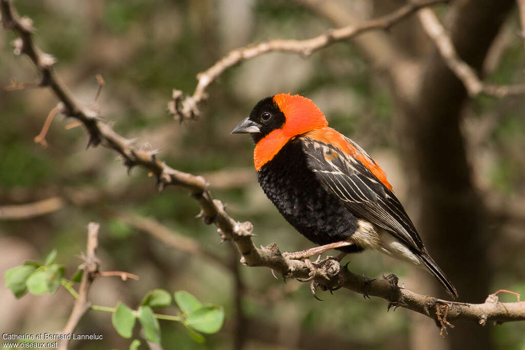 Black Bishop male adult breeding, identification